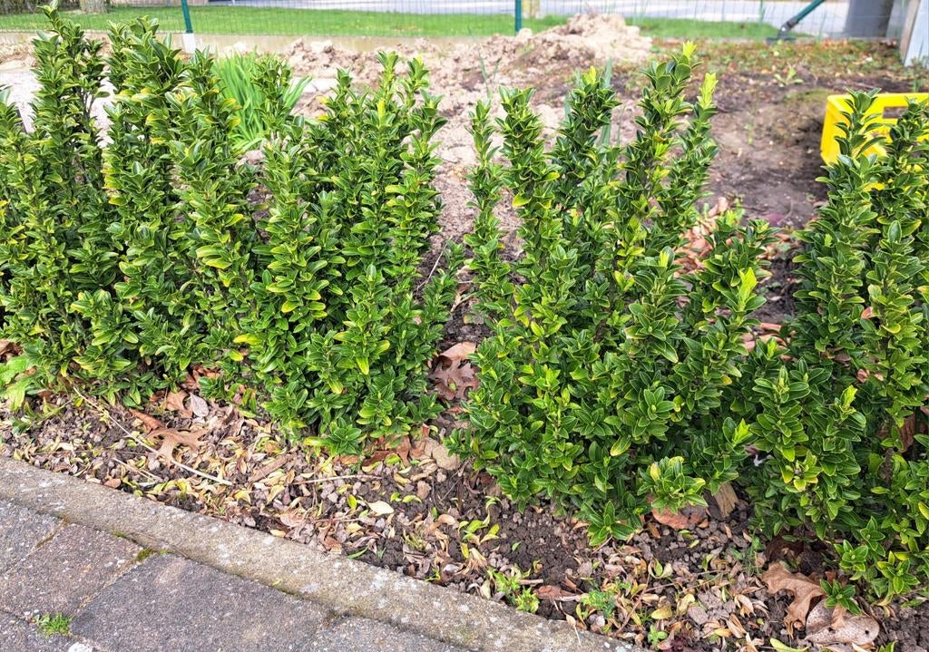 Euonymus Jap. "Green Spire", Ophalen, Overige soorten, Haag, Minder dan 100 cm