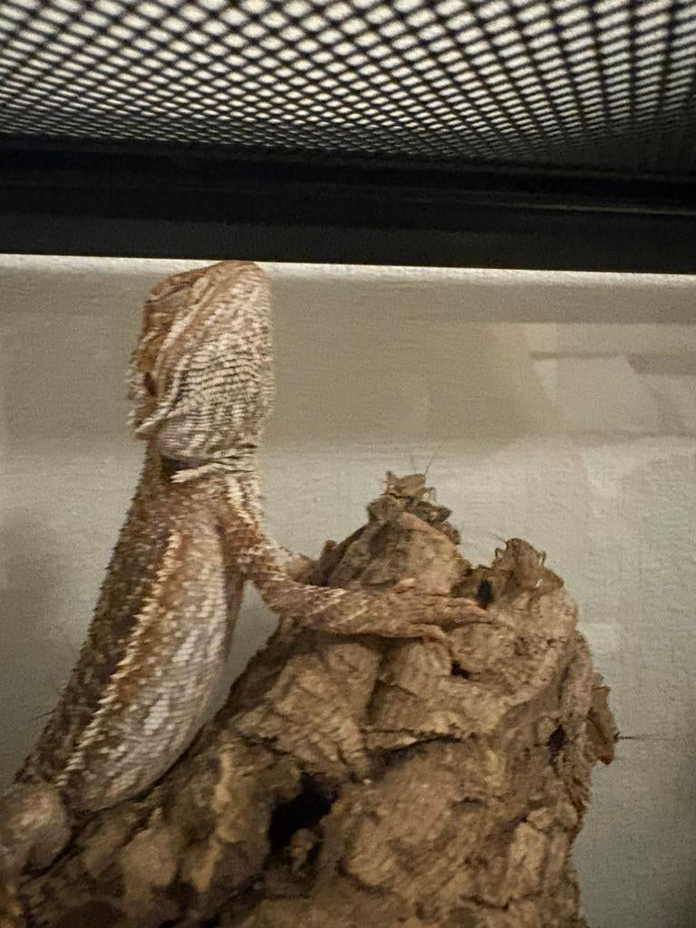 Baardegam met Terrarium, Dieren en Toebehoren, Ophalen, Zo goed als nieuw