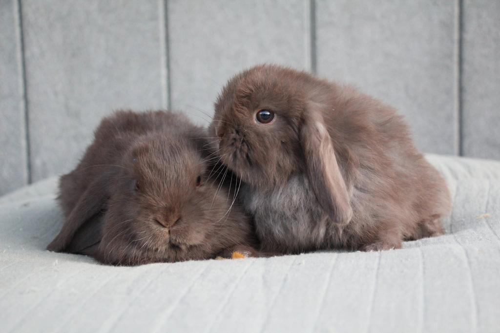 Choco nhd voedster, Dieren en Toebehoren, Konijnen, Vrouwelijk, Klein, Hangoor, 0 tot 2 jaar