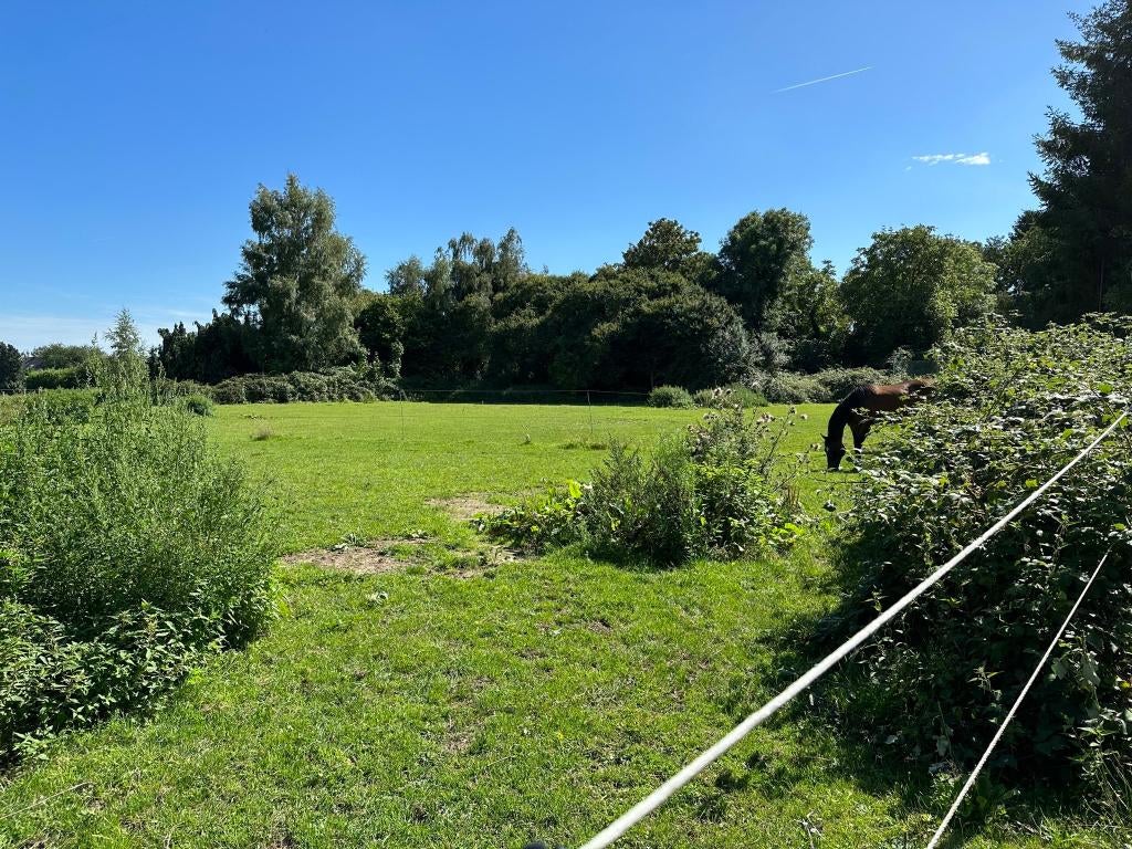 Weide met vergund gebouw, Dieren en Toebehoren, Stalling en Weidegang, Weidegang
