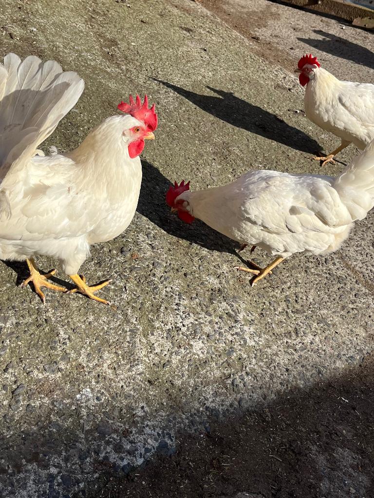 Witte legkippen, Dieren en Toebehoren, Pluimvee, Vrouwelijk, Kip