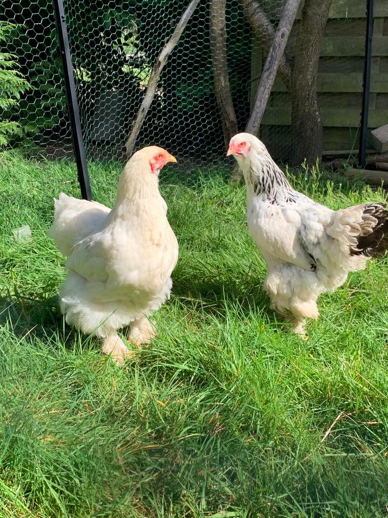 Onverwarde trio brahma kippen