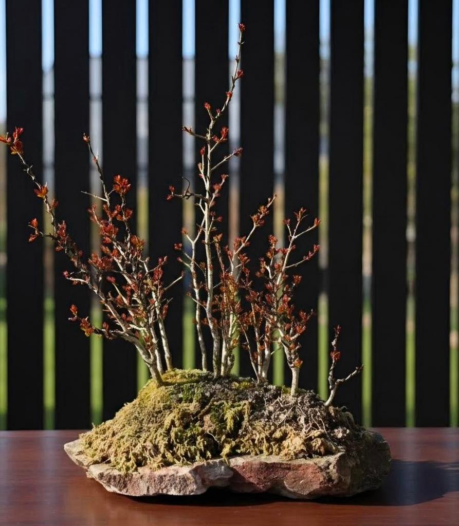 Granaatappel bonsai bosje op steen, Tuin en Terras, Planten | Bomen, Ophalen of Verzenden