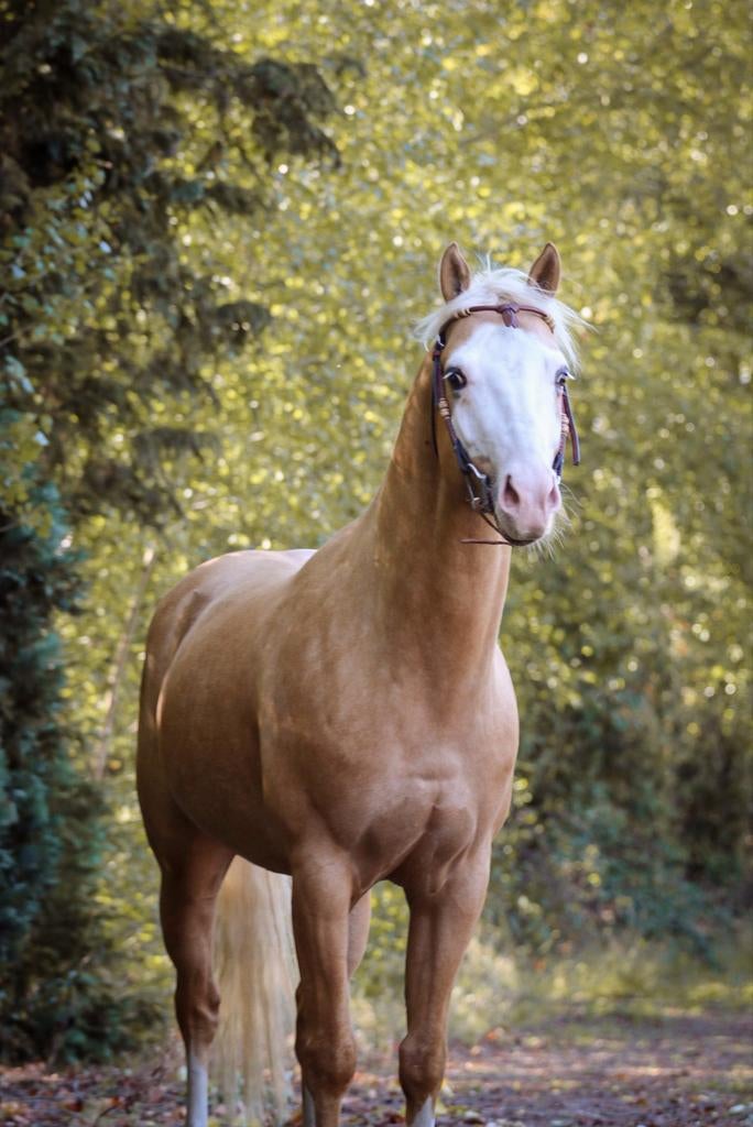 Opportunité unique : peaufine de la peinture, Hongre, Débourré, Moins de 160 cm, Cheval western