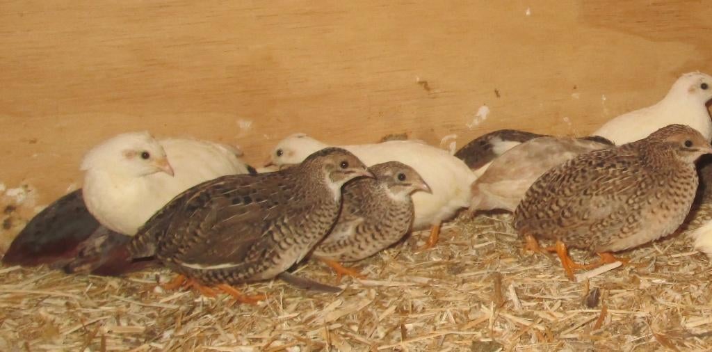 chinese dwergkwartels, Dieren en Toebehoren, Meerdere dieren, Overige soorten