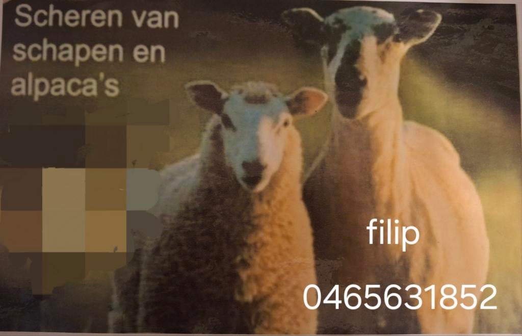 Scheren van schapen, alpaca's en lama's, Dieren en Toebehoren, Januari