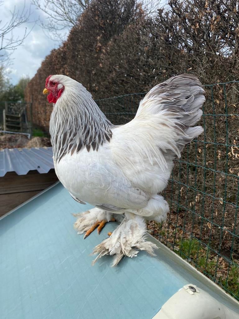 Brahma kriel columbia wit-blauw, Dieren en Toebehoren, Pluimvee, Mannelijk, Kip