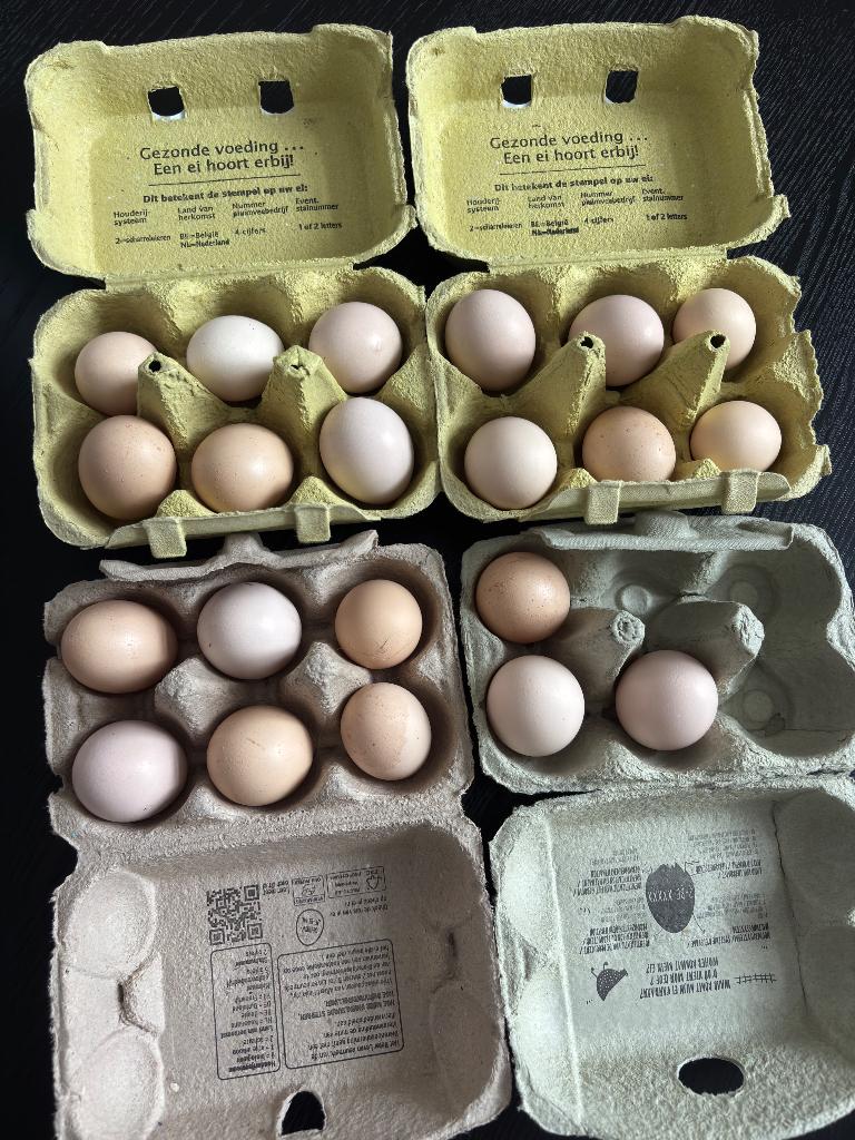Broedeieren zijdehoen 3€/ei, Dieren en Toebehoren, Pluimvee, Geslacht onbekend, Kip