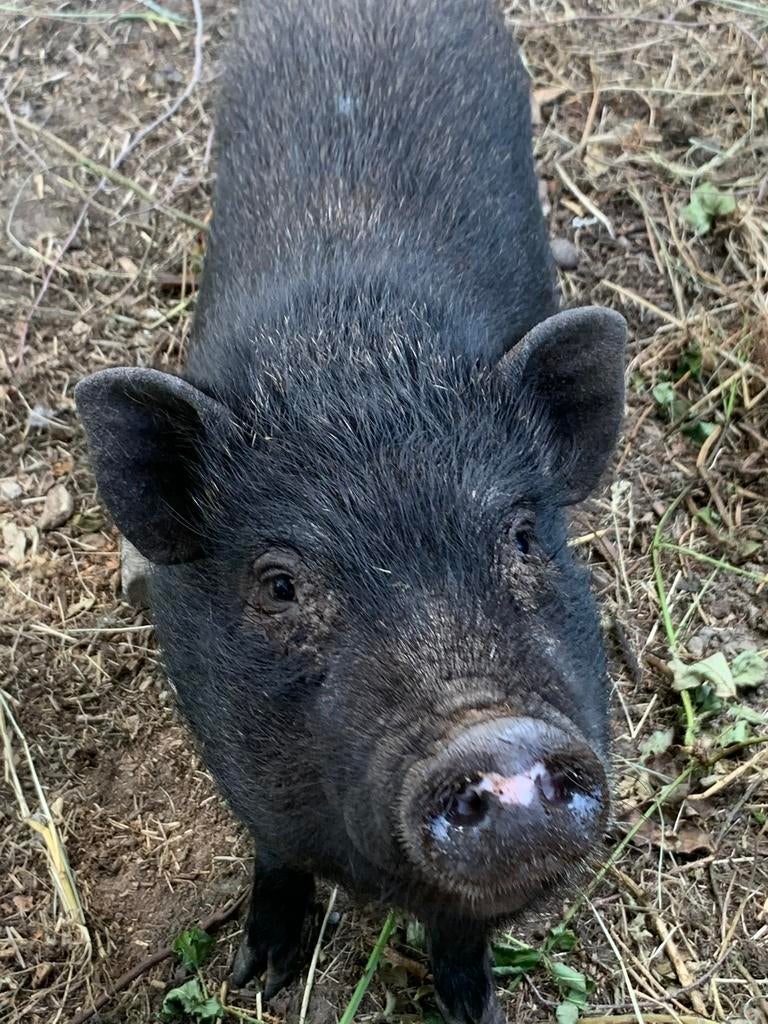 Handtam Hangbuik varkens gottinger tamme mini varkens, Dieren en Toebehoren, Schapen, Geiten en Varkens, Meerdere dieren, Varken