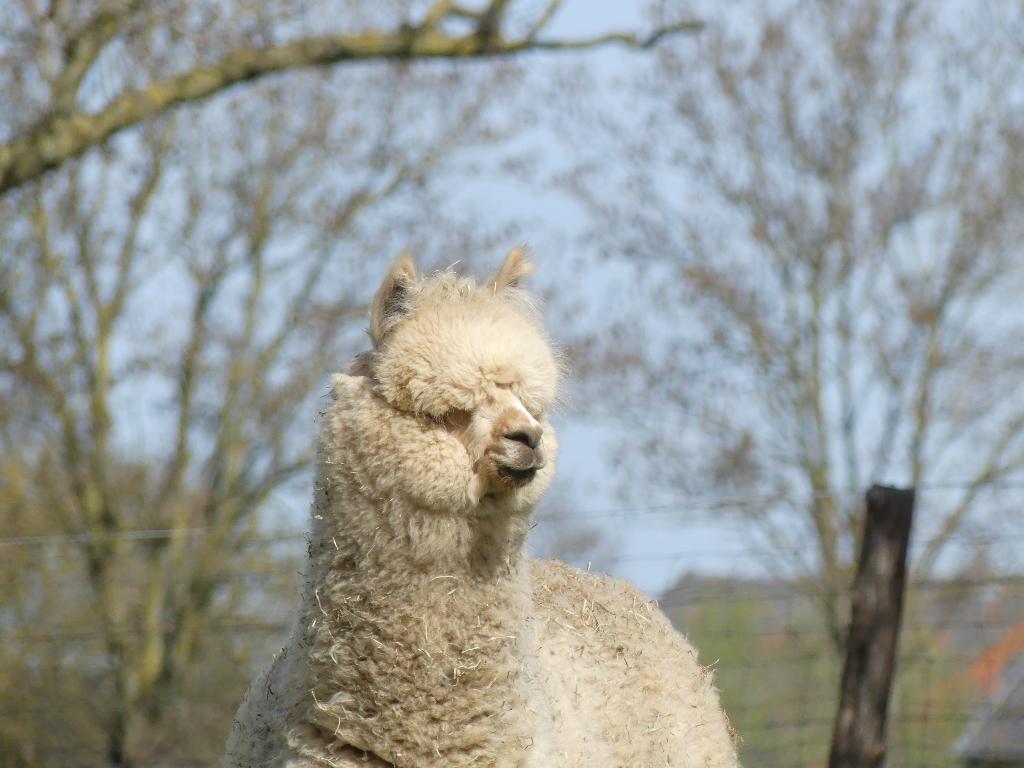 Alpaca hengst, Dieren en Toebehoren, Overige Dieren, Juli, Mannelijk