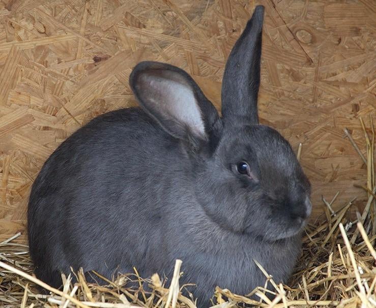 GEZOCHT Blauw van Ham rammelaar, Dieren en Toebehoren, Konijnen, Mannelijk, Groot, 0 tot 2 jaar