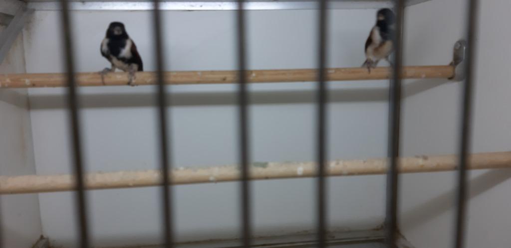 ALARIO KANARIE SIJS, Dieren en Toebehoren, Vogels | Overige Vogels, Meerdere dieren, Wildzangvogel, Geringd