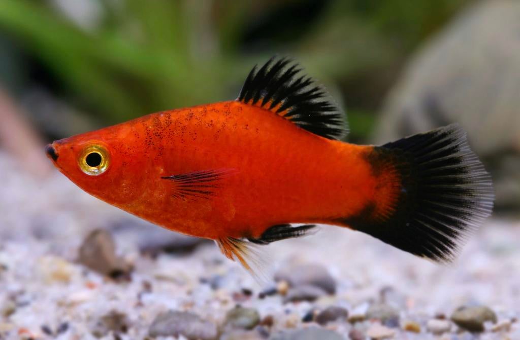 Red&Black Tuxedo Platy, Animaux & Accessoires, Poissons | Poissons d'aquarium, Poisson, Poisson d'eau douce, Banc de poissons
