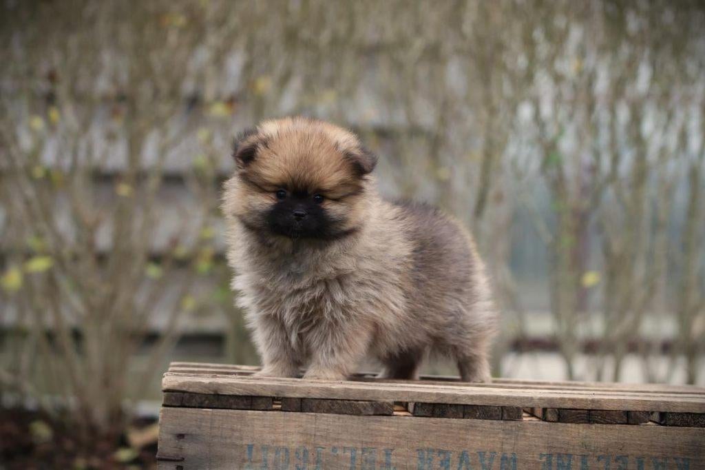 Dwergkeesjes, Pomeriaantjes, Pomeriaan, Parvo, België, Keeshond, 8 tot 15 weken