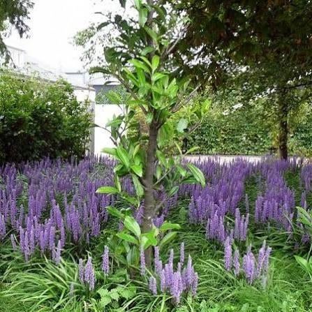 Liriope big blue, Ophalen, Halfschaduw