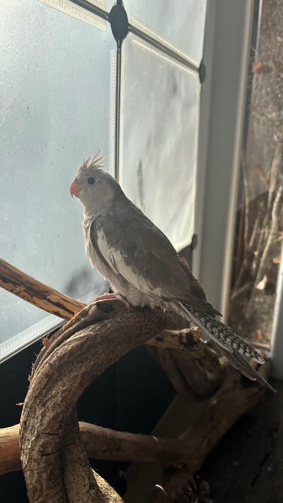 Calopsitte, Animaux & Accessoires, Sexe inconnu, Perruche, Parleur