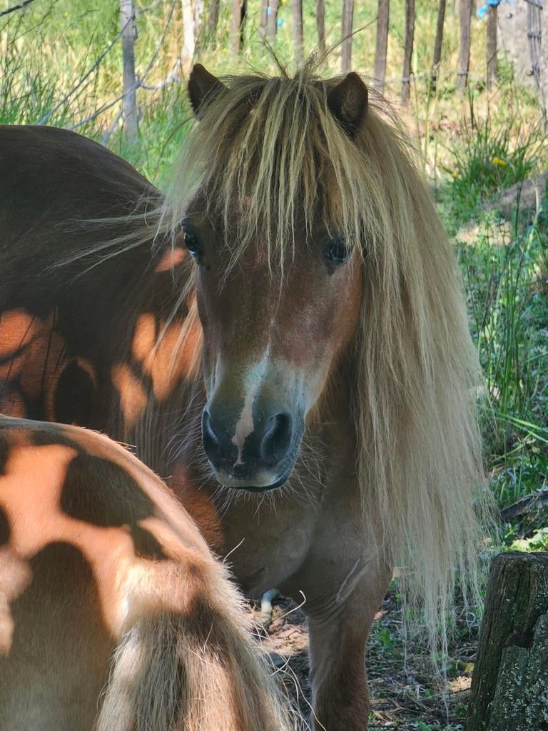 Gezocht: De nieuwe eigenaars van onze 2 Shetlanders!, Tickets en Kaartjes, Recreatie | Dierentuinen