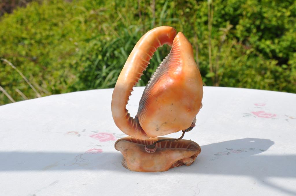 §  coquillage double, Ophalen of Verzenden, Schelp(en)