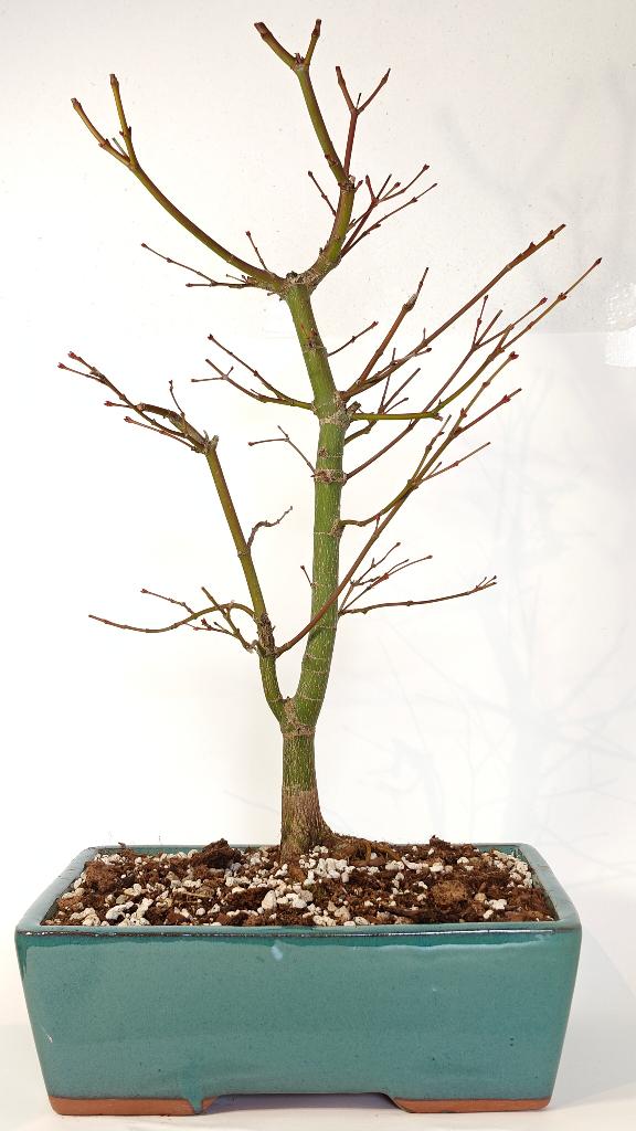 Japanse esdoorn 'katsura' bonsai, Jardin & Terrasse, Plantes | Arbres, Autres espèces, Moins de 100 cm, Ombre partielle, Printemps