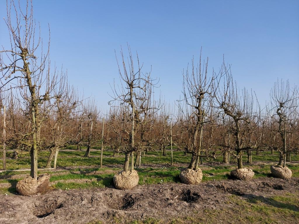 Oude Perenbomen, Tuin en Terras, Planten | Fruitbomen, Perenboom, 250 tot 400 cm, Halfschaduw, Lente, Ophalen