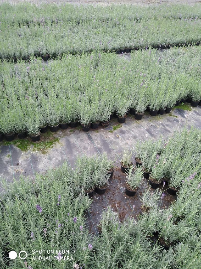 lavendel dwarf blue en munstead, Tuin en Terras, Planten | Tuinplanten, Volle zon, Vaste plant, Zomer, Ophalen