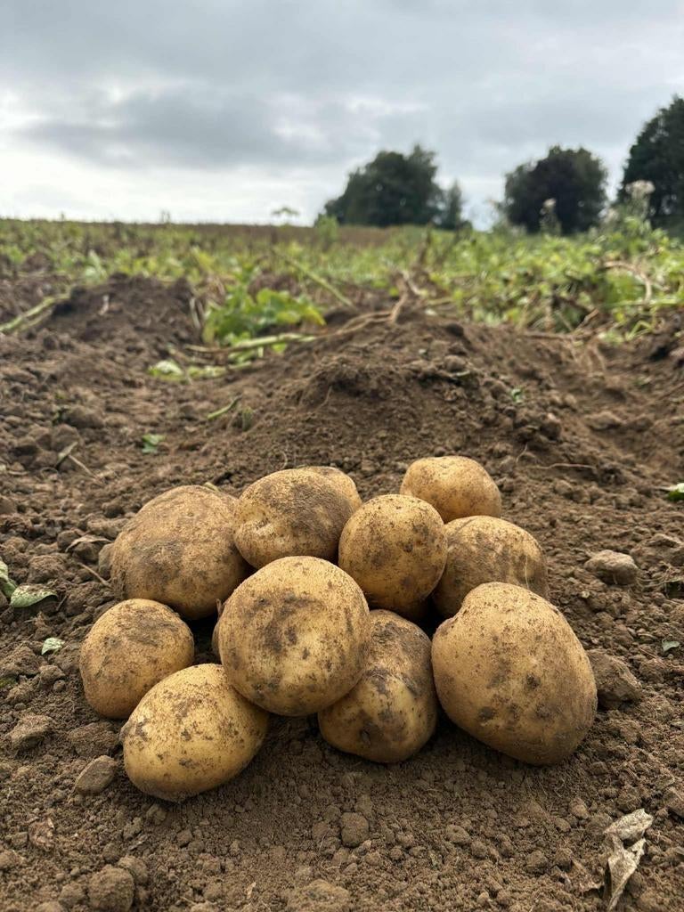 Alegria aardappelen, Enlèvement