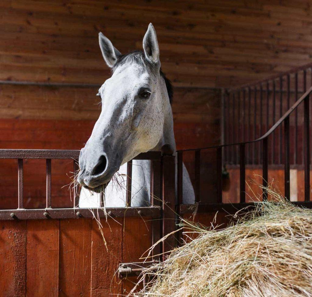 Petits ballots de foin BIO récolte 2025, Animaux & Accessoires, Enlèvement, Bétail