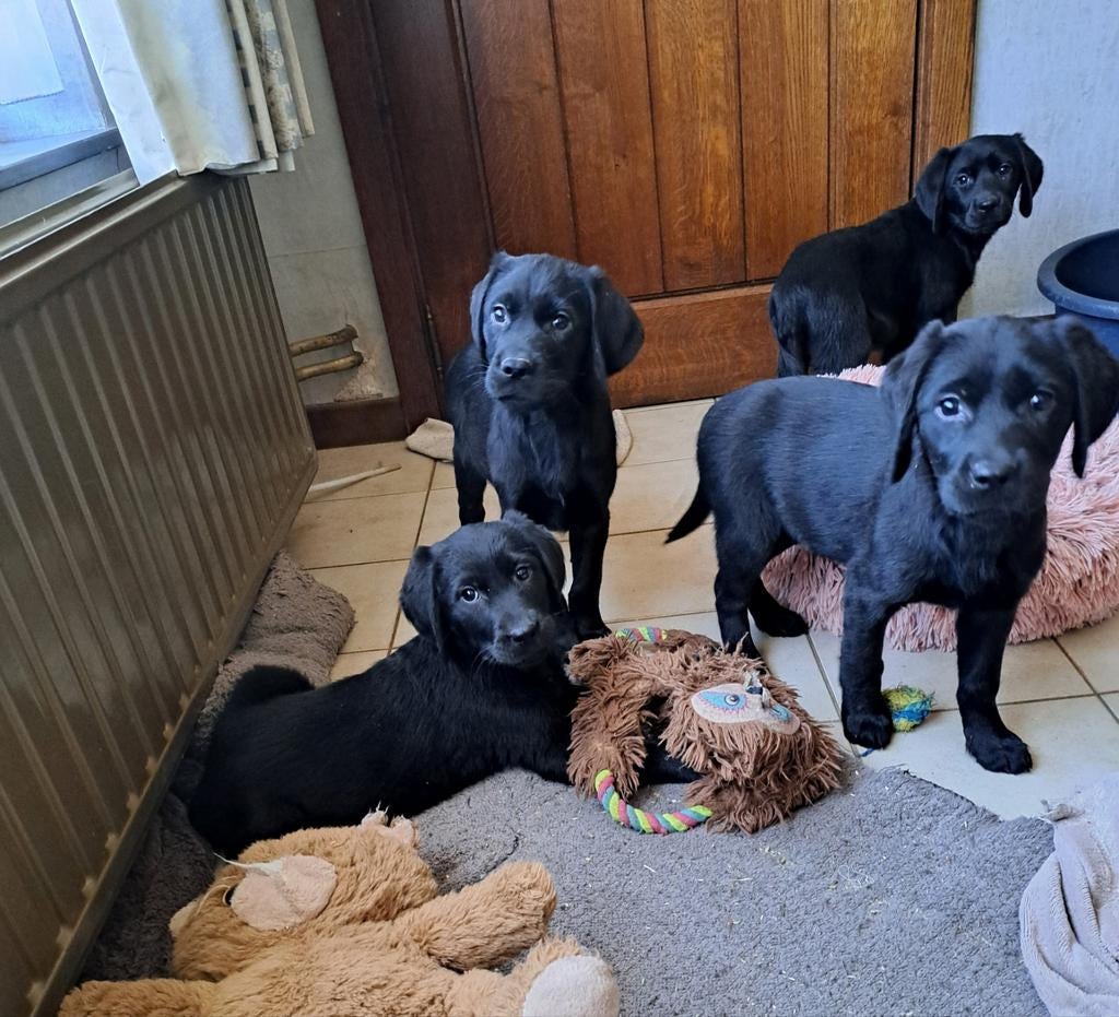 Chiots Sweet Retriever testés à la ferme, Labrador retriever, Plusieurs, Hépatite contagieuse (maladie de Rubarth), Belgique