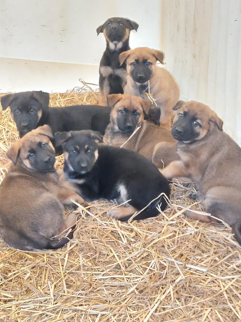 Mechelse herderpups, Particulier, Maladie de Carré (chiens), 8 à 15 semaines, Plusieurs