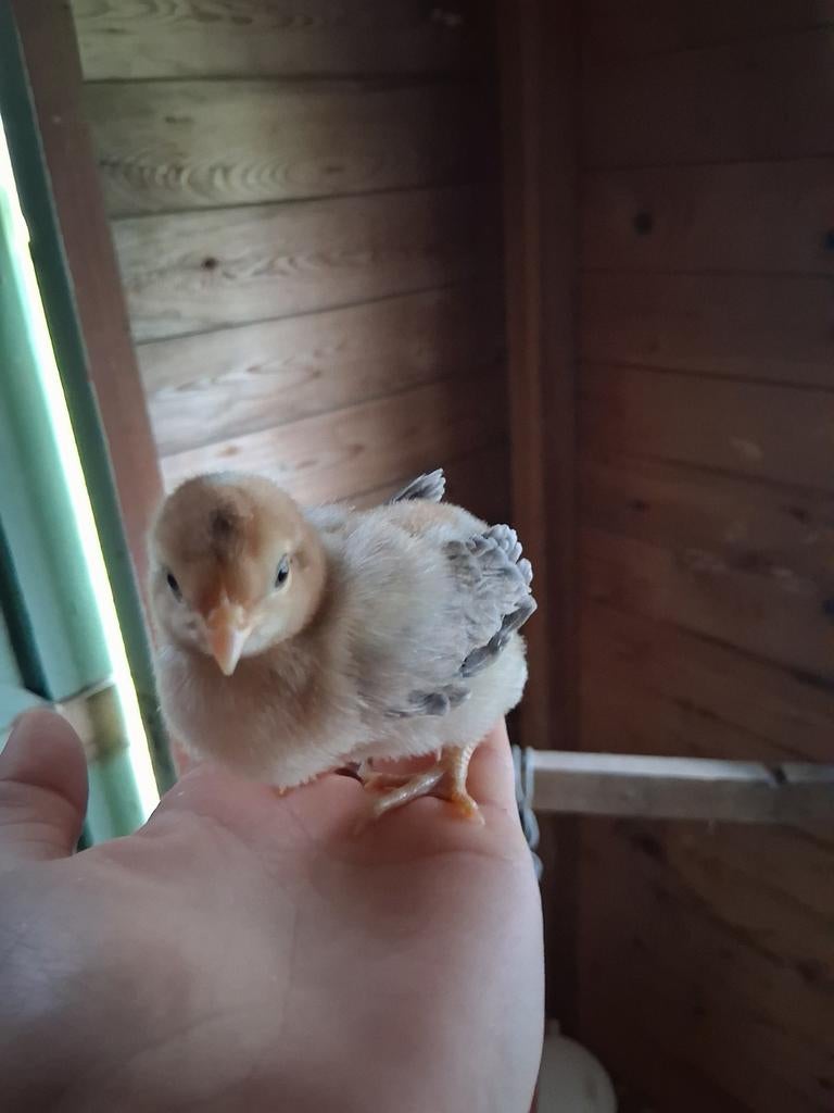 2 poussins de Pâques à vendre, Animaux & Accessoires, Plusieurs animaux, Poule ou poulet
