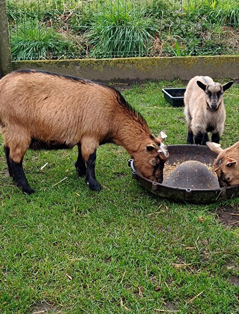 Hoornloos dwerggeitje met hoornloos bokje lammetje, Dieren en Toebehoren, Schapen, Geiten en Varkens