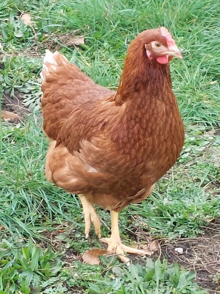 Jonge bruine legkippen (Isa Brown), Dieren en Toebehoren, Pluimvee