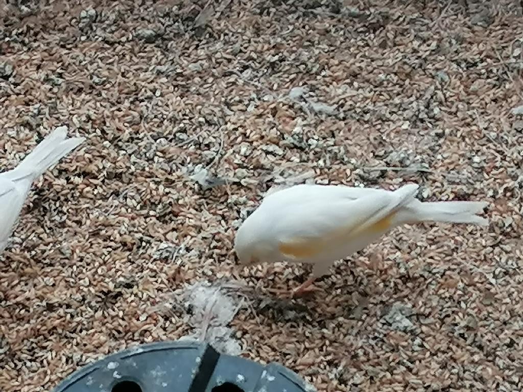 Kanaries, Dieren en Toebehoren, Vogels | Kanaries, Meerdere dieren, Kleurkanarie