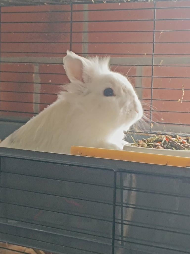 Dwergkonijntje, Dieren en Toebehoren, Ophalen