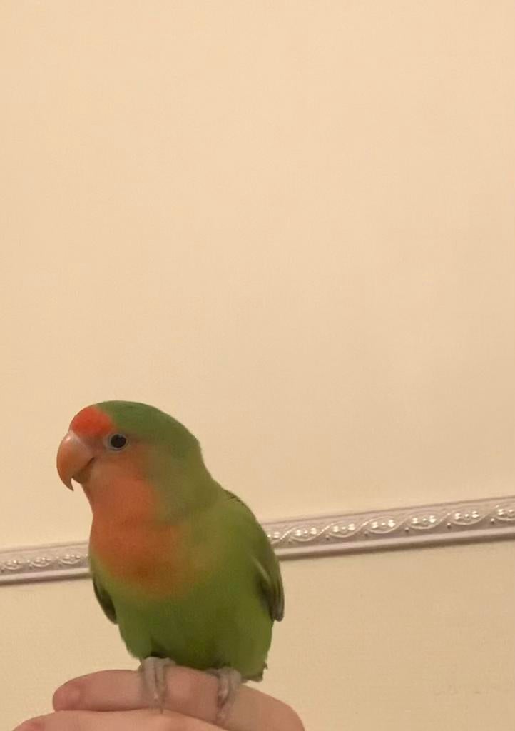 Agapornis, Sexe inconnu, Perroquet nain ou Inséparable, Domestique