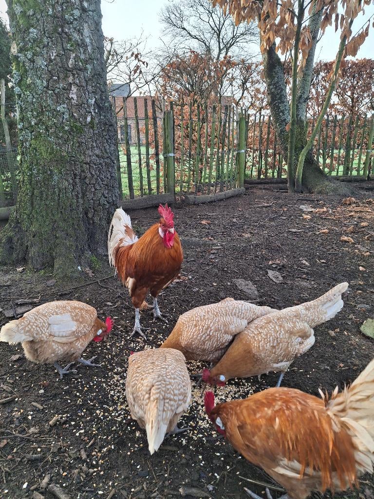Verse broedeieren Friese krielen, Dieren en Toebehoren, Pluimvee, Geslacht onbekend, Kip
