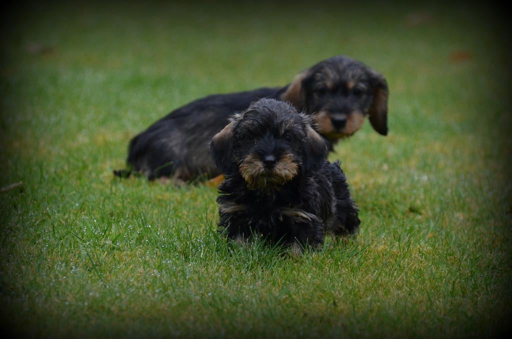 Chiots teckel à poil dur, Animaux & Accessoires, Chiens | Teckels & Bassets, Poils durs, Plusieurs, Hépatite contagieuse (maladie de Rubarth)
