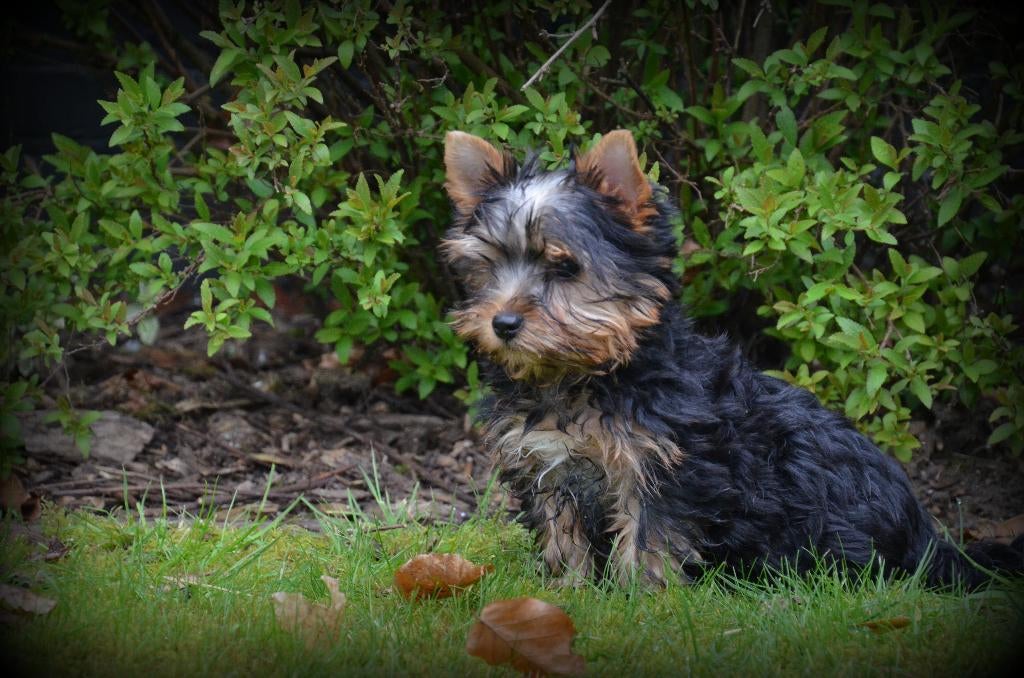 Chiots Yorkshire Terrier, Yorkshire Terrier, Chien (mâle), Belgique, Plusieurs