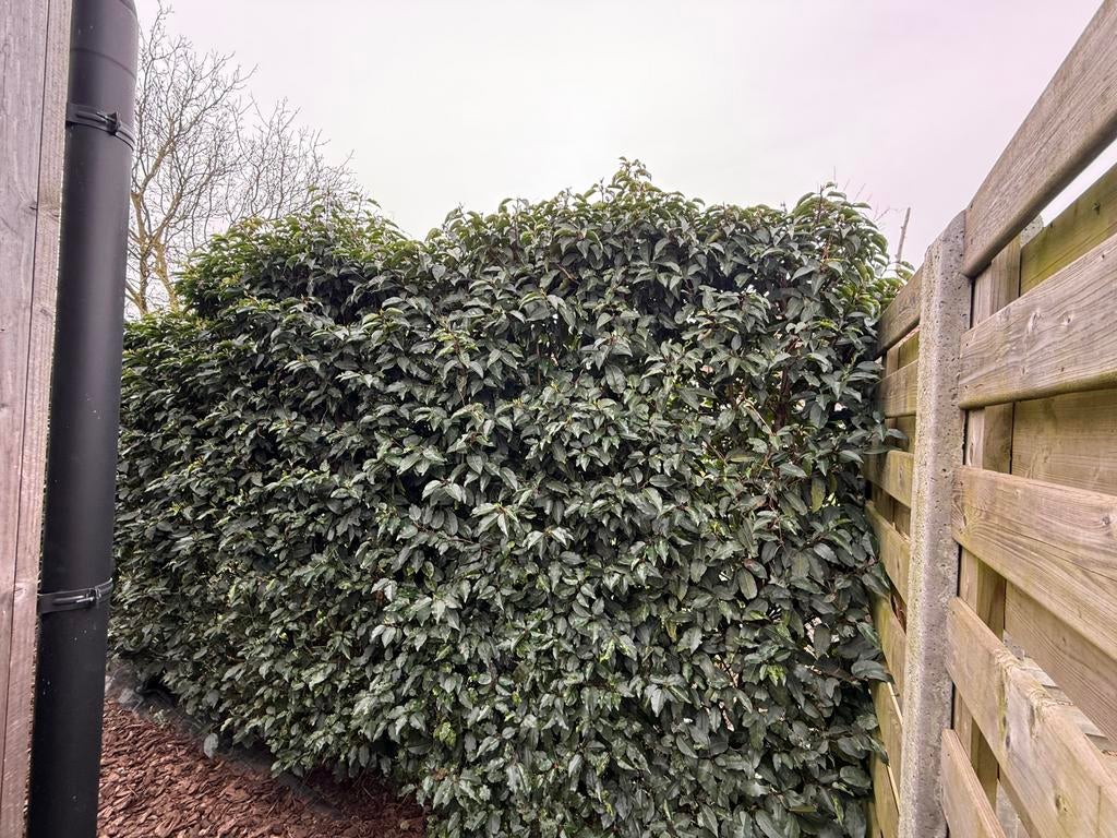 Portugese laurier haag 5 stuks 230cm, Enlèvement, Laurier, Haie, 100 à 250 cm