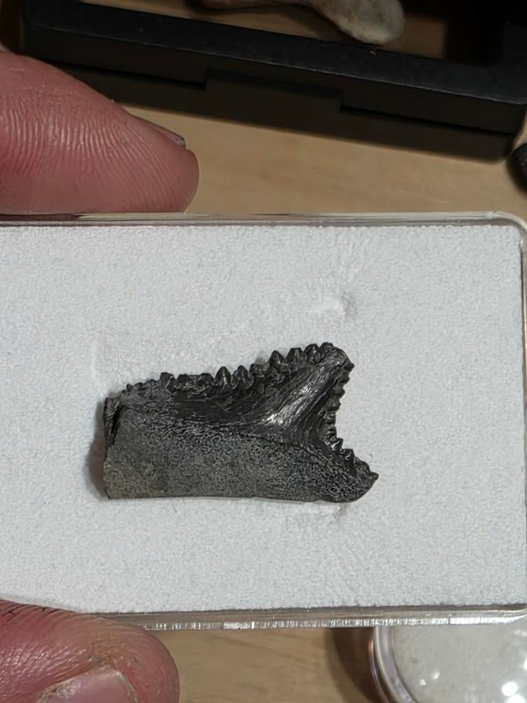 Requin edestus à dents de requin à dents de ciseaux rare de, Collections, Enlèvement ou Envoi, Fossile