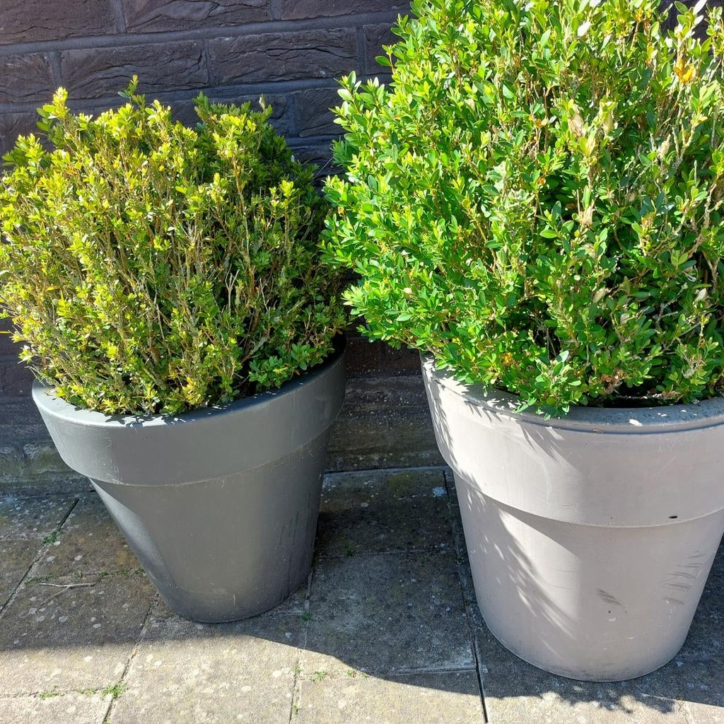 Buxus met pot, Tuin en Terras, Ophalen, Buxus