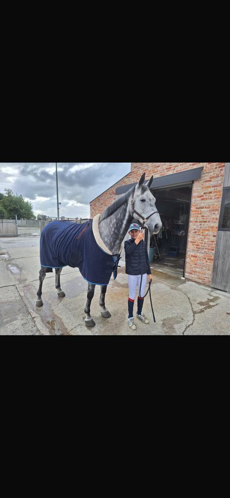 Paard te koop, Dieren en Toebehoren, Ophalen, Zo goed als nieuw