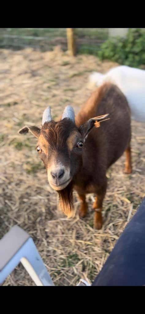 Mooie dwerggeit bok te koop, Dieren en Toebehoren, Mannelijk, Geit, 0 tot 2 jaar