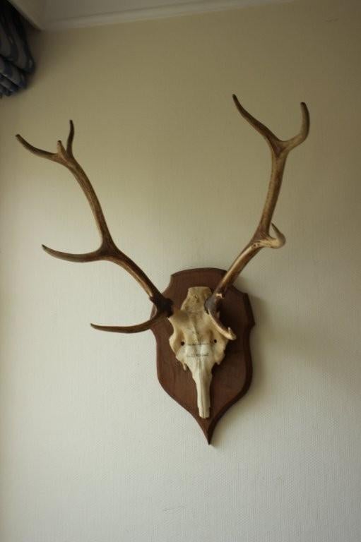 Taxidermie gewei hert 10-ender, Ophalen, Gebruikt, Hert