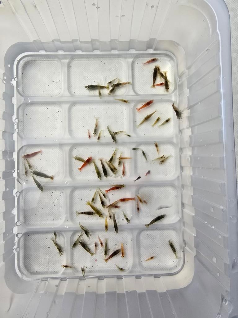 Crevettes 0,50€, Animaux & Accessoires