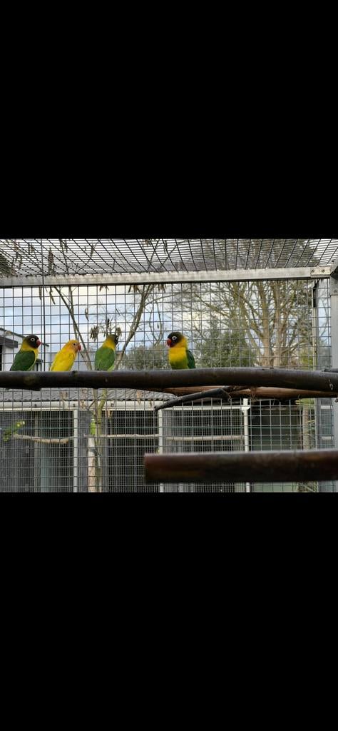 Agapornis personata, Dieren en Toebehoren, Vogels | Parkieten en Papegaaien, Dwergpapegaai of Agapornis, Geringd