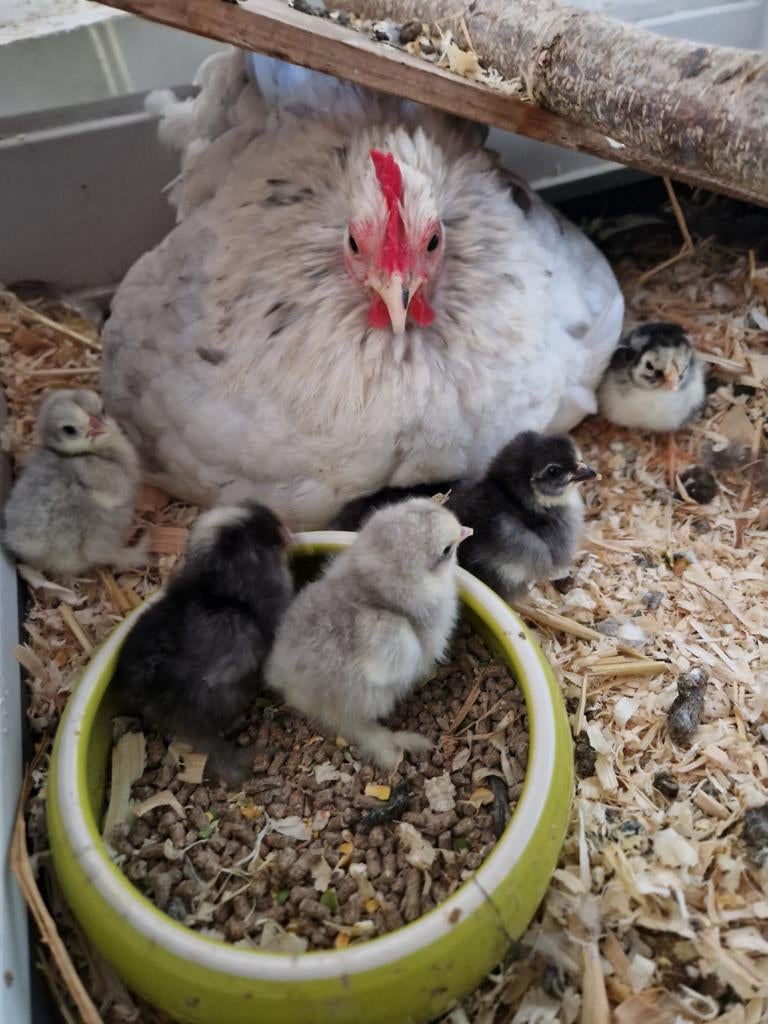 Oeufs fécondés de poules pekin frisé et lisse, Animaux & Accessoires