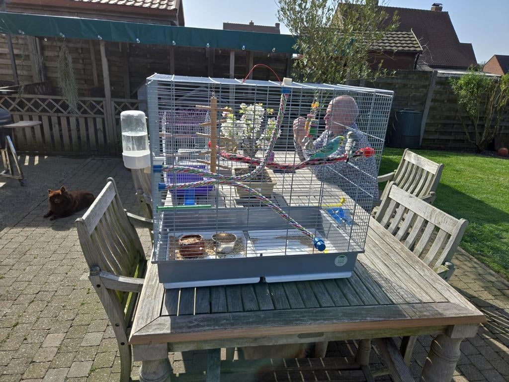 Koppel grasparkieten met ruime propere kooi, Dieren en Toebehoren