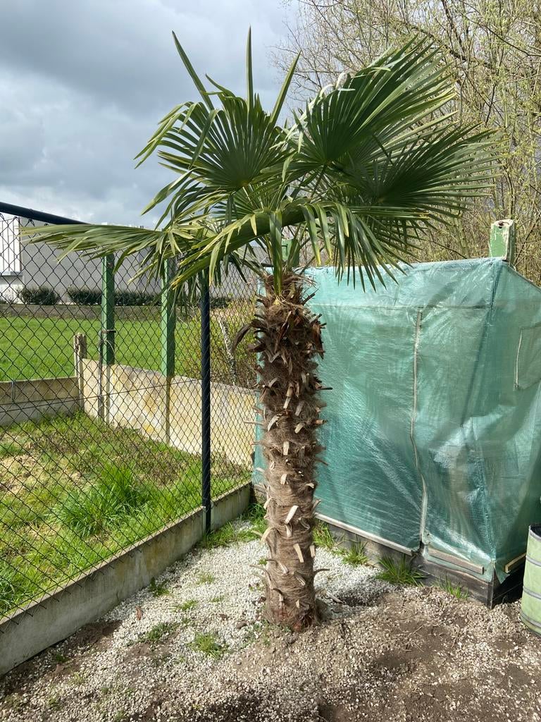 Trachycarpus Fortunei, Tuin en Terras, Ophalen, Palmboom, 100 tot 250 cm