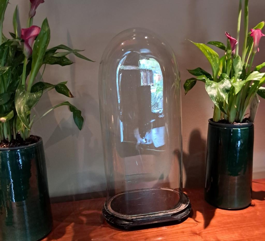 Antieke, grote,ovalen  stolp, globe ,54 cm, Enlèvement